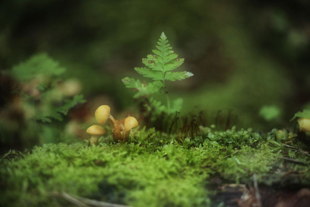 Photograph by Одаренко Ольга