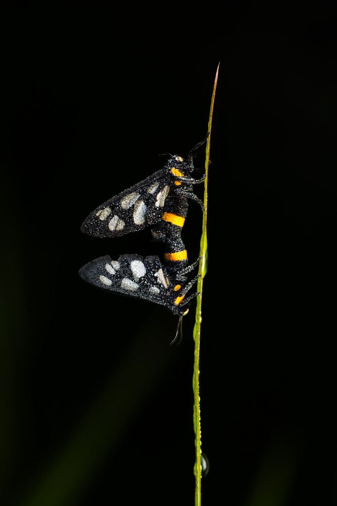 Фотография автора Bikash Debnath