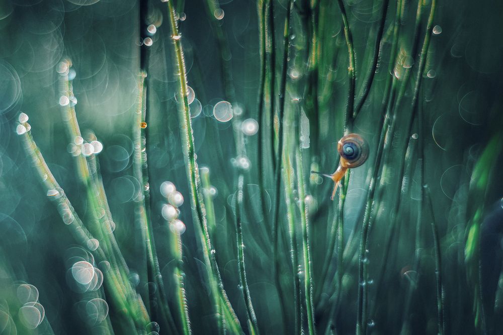 Photograph by Lapshina Vladlena