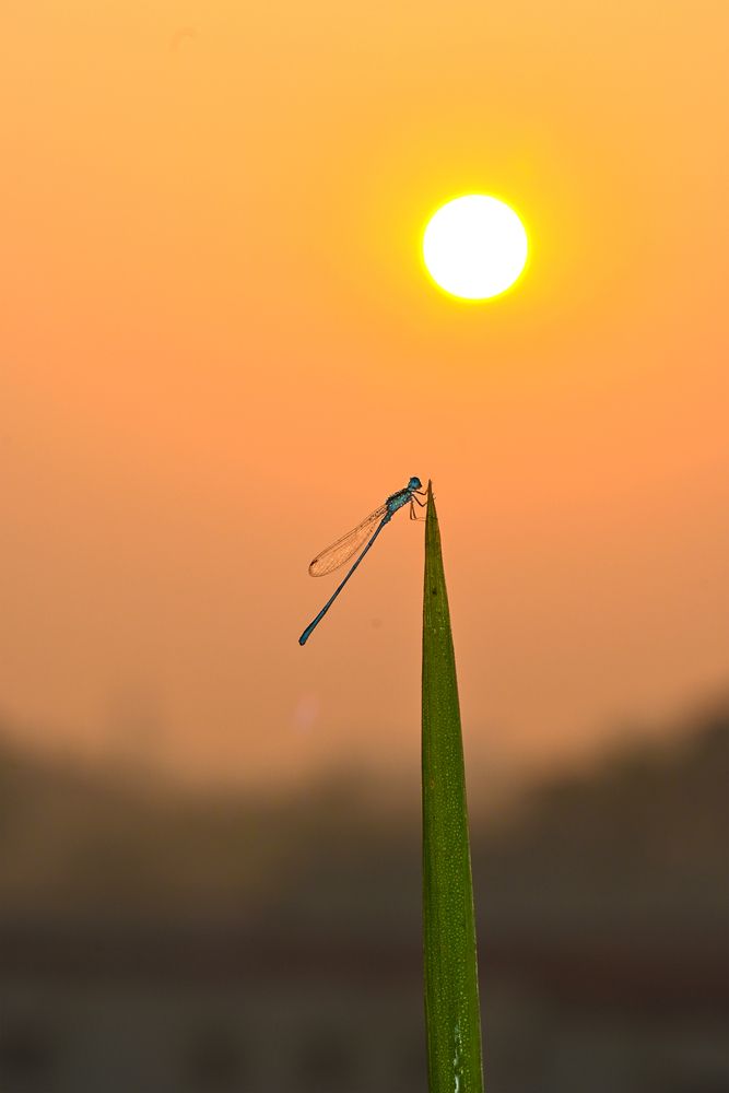 Фотография автора Bikash Debnath