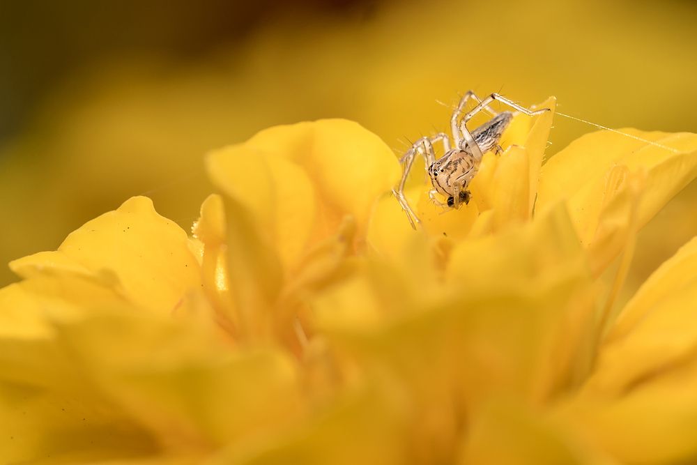 Фотография автора Bikash Debnath