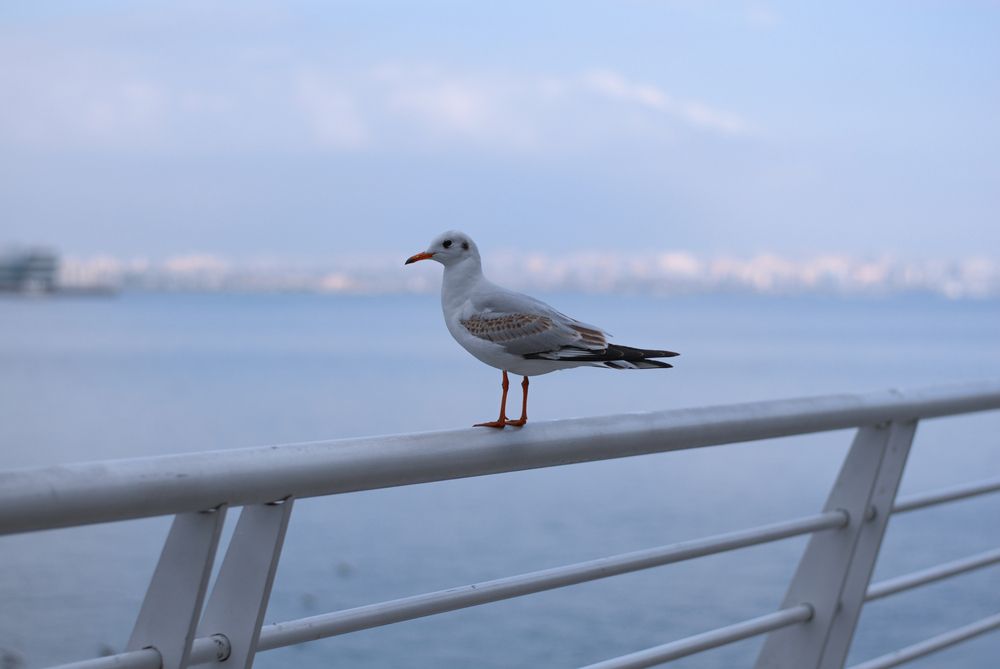 Solitude by the Sea