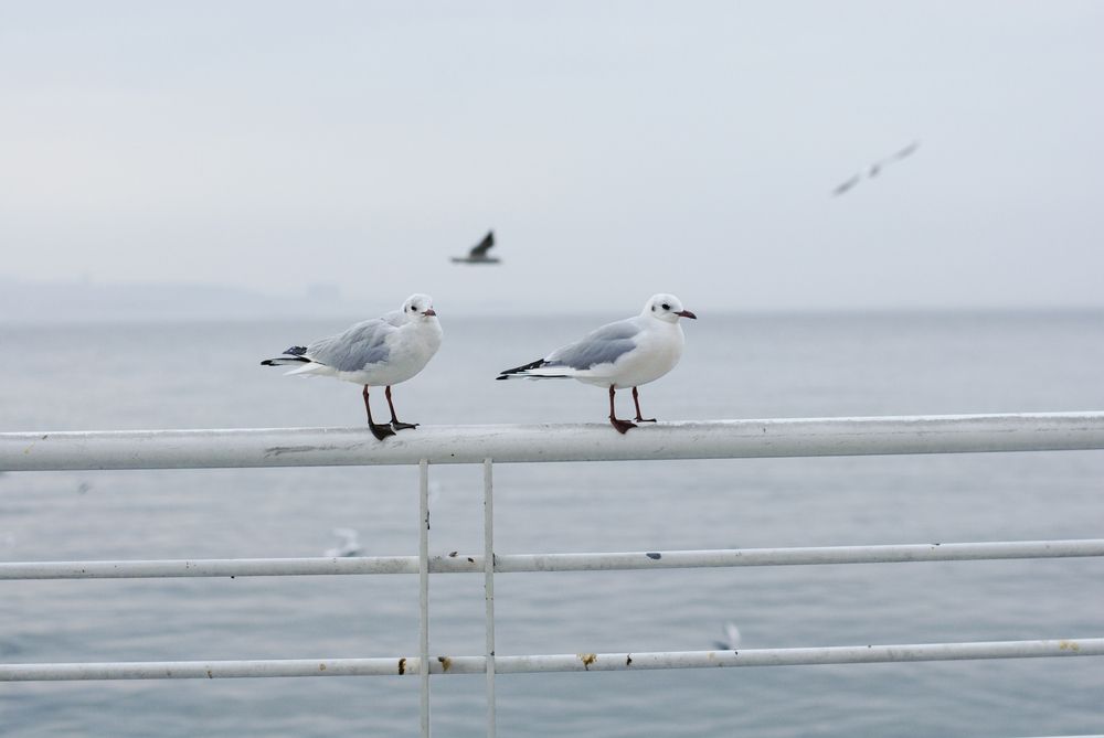 Seaside Companions