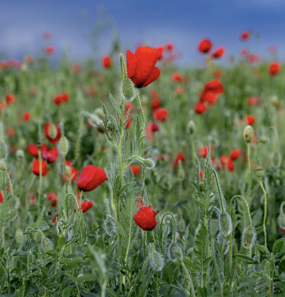 Photograph by Ирина Бабич