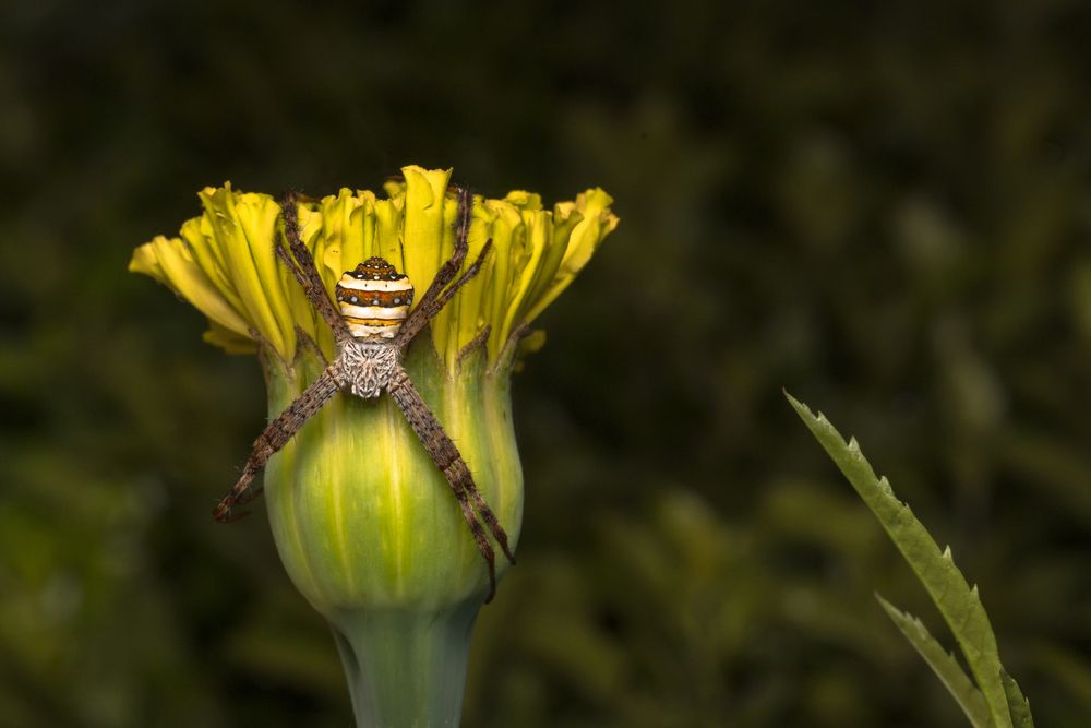 Фотография автора Bikash Debnath