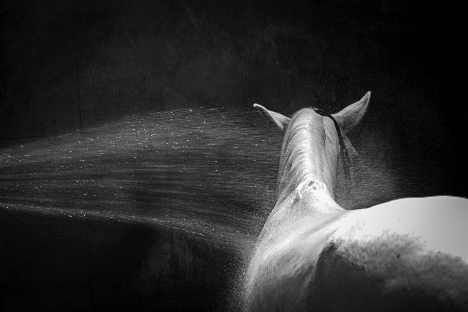 Photo #13632803