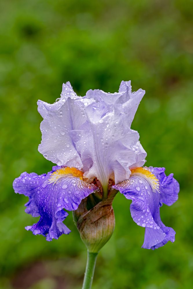 Photograph by Галина Григорьева