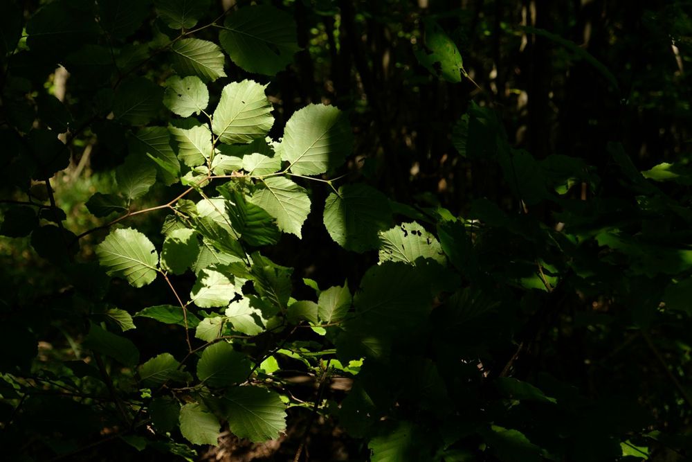 Photograph by Клейменов Алексей