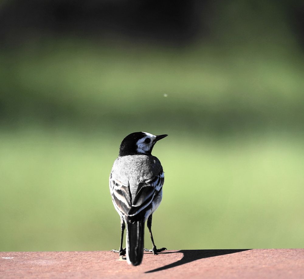 Photograph by Sergej Roor