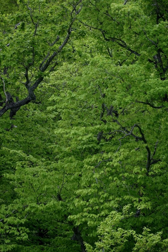 Photograph by Яна Бойко