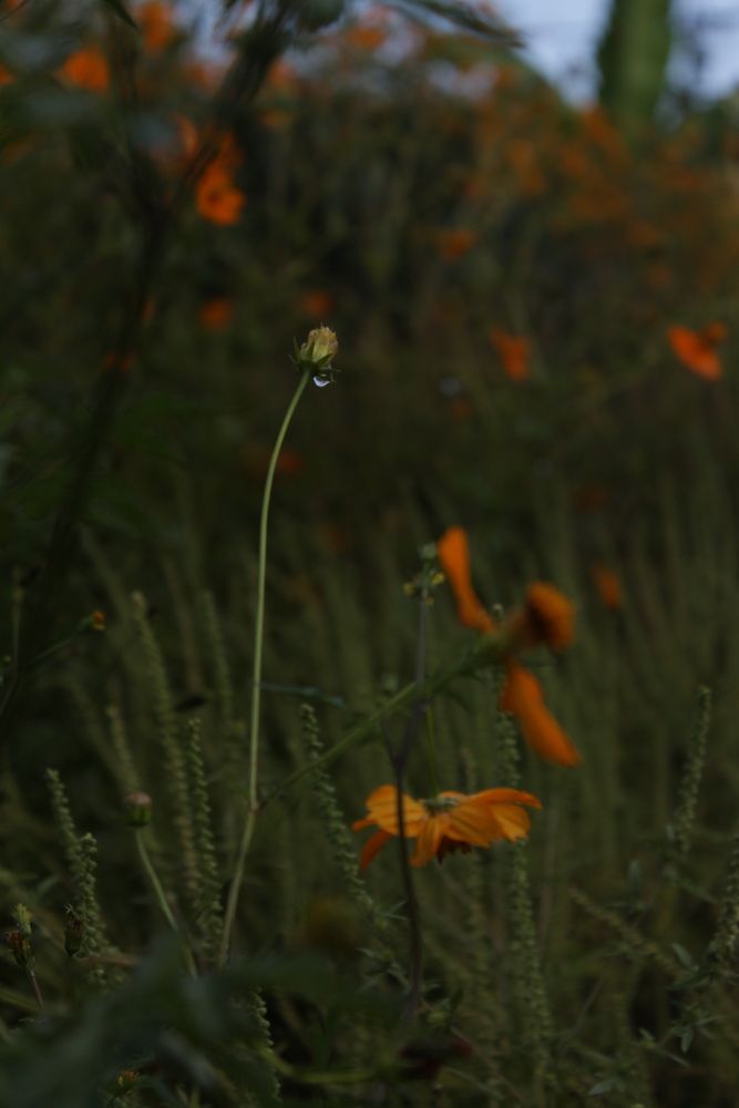Photograph by Наталья Саквояжи