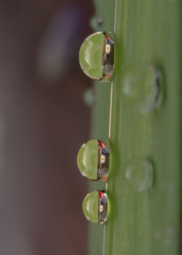 Gotas de agua