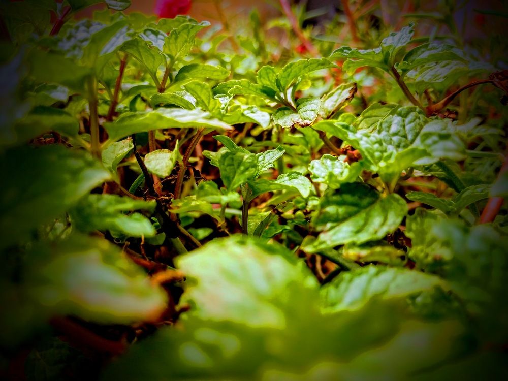Photograph by Dilip kumar J Jdk