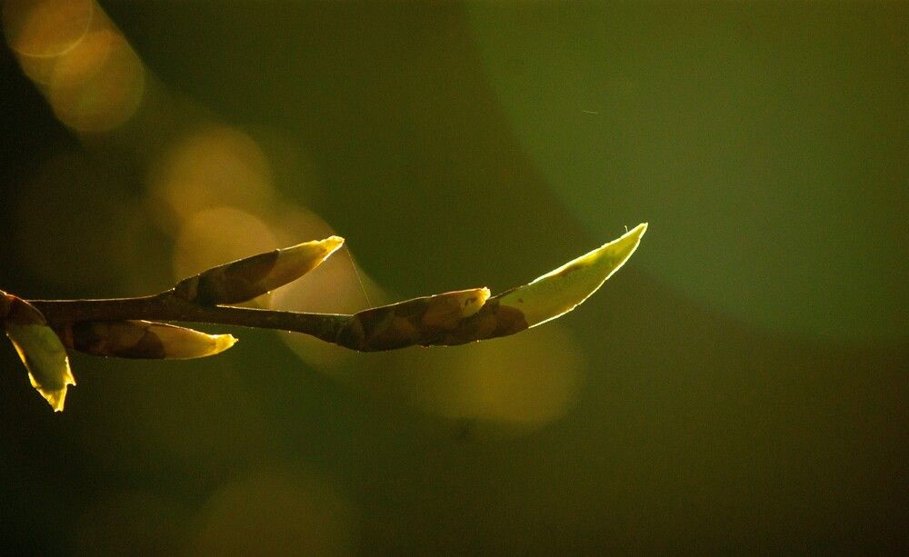 Photograph by Светлана Романищева