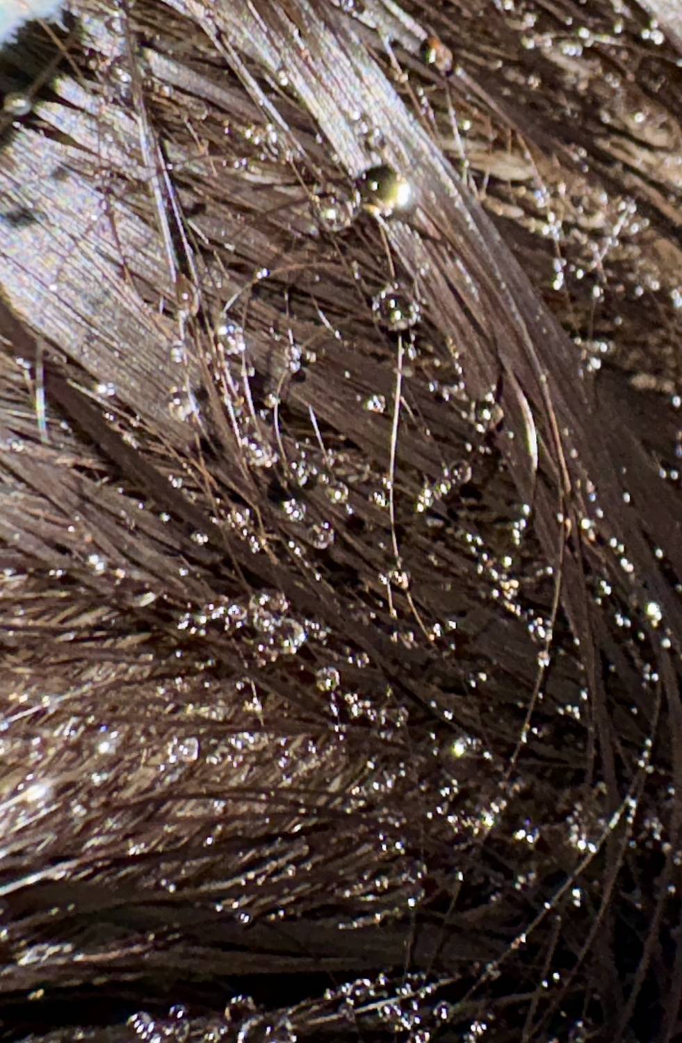 Pearls are studded in the hair