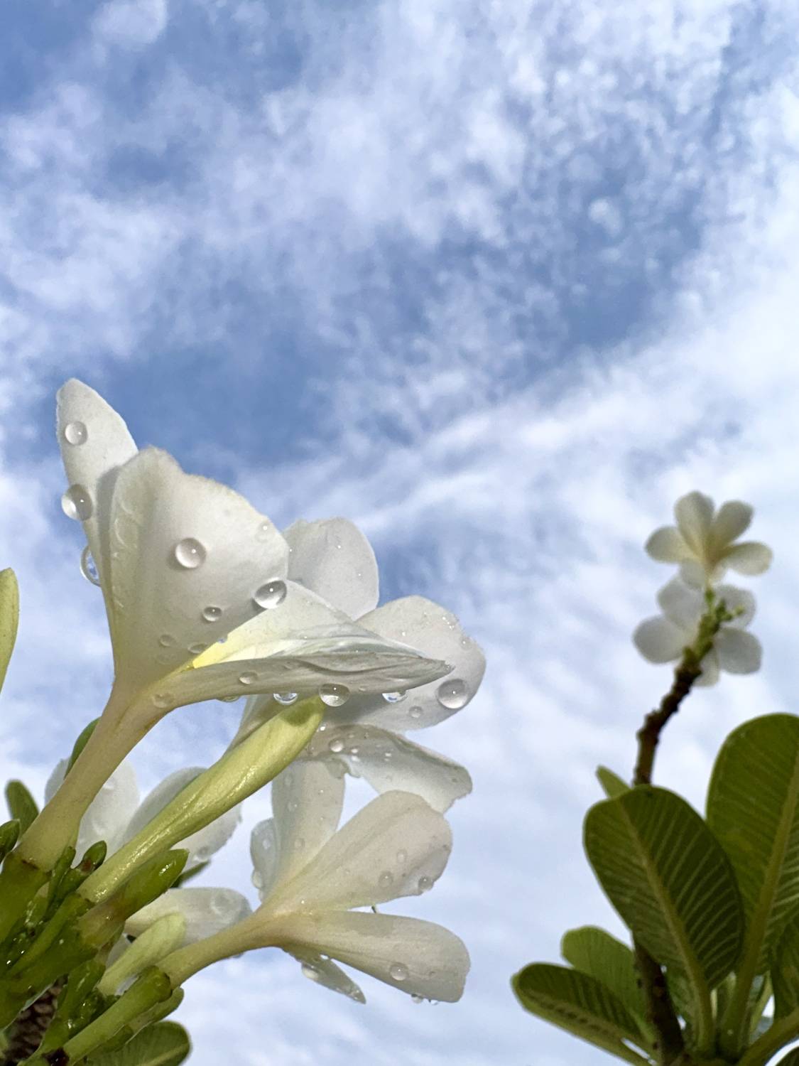 Petals drop