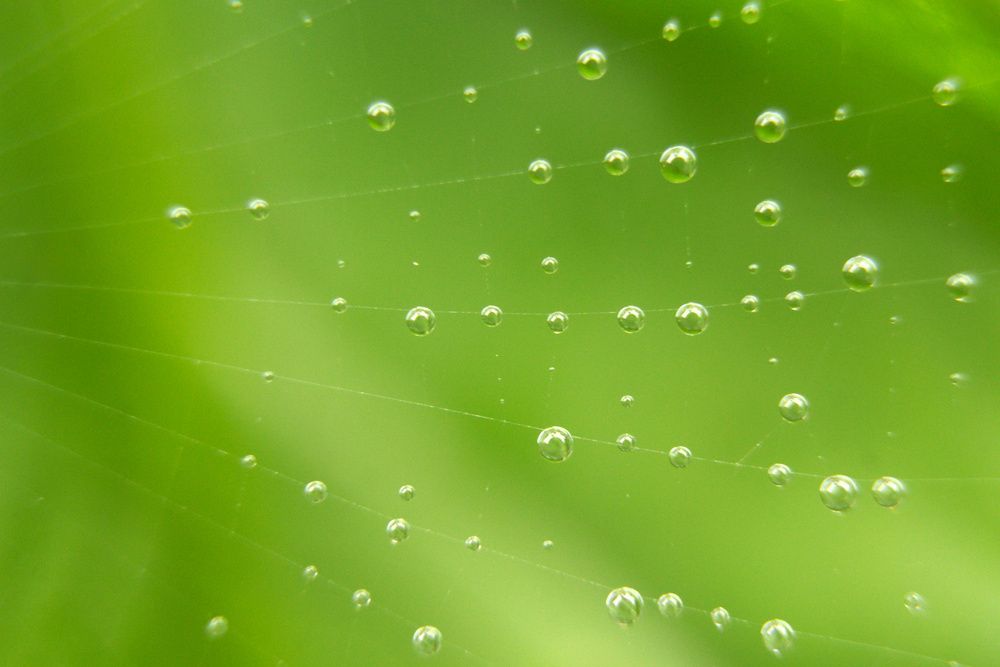 gotas de lluvia sobre una tela de araña