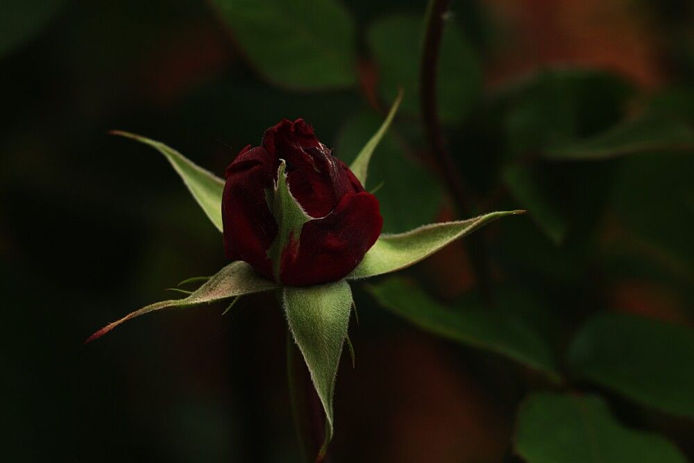 Photograph by Марина А-Б