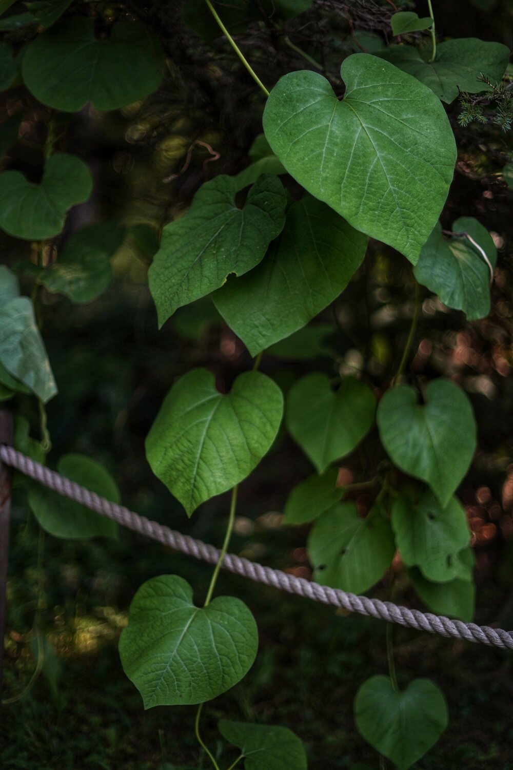 Photo #13633961