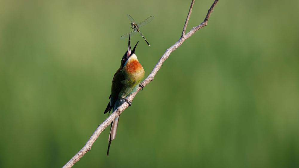 A Blue Tailed Bee Eater trying to consume a dragonfly