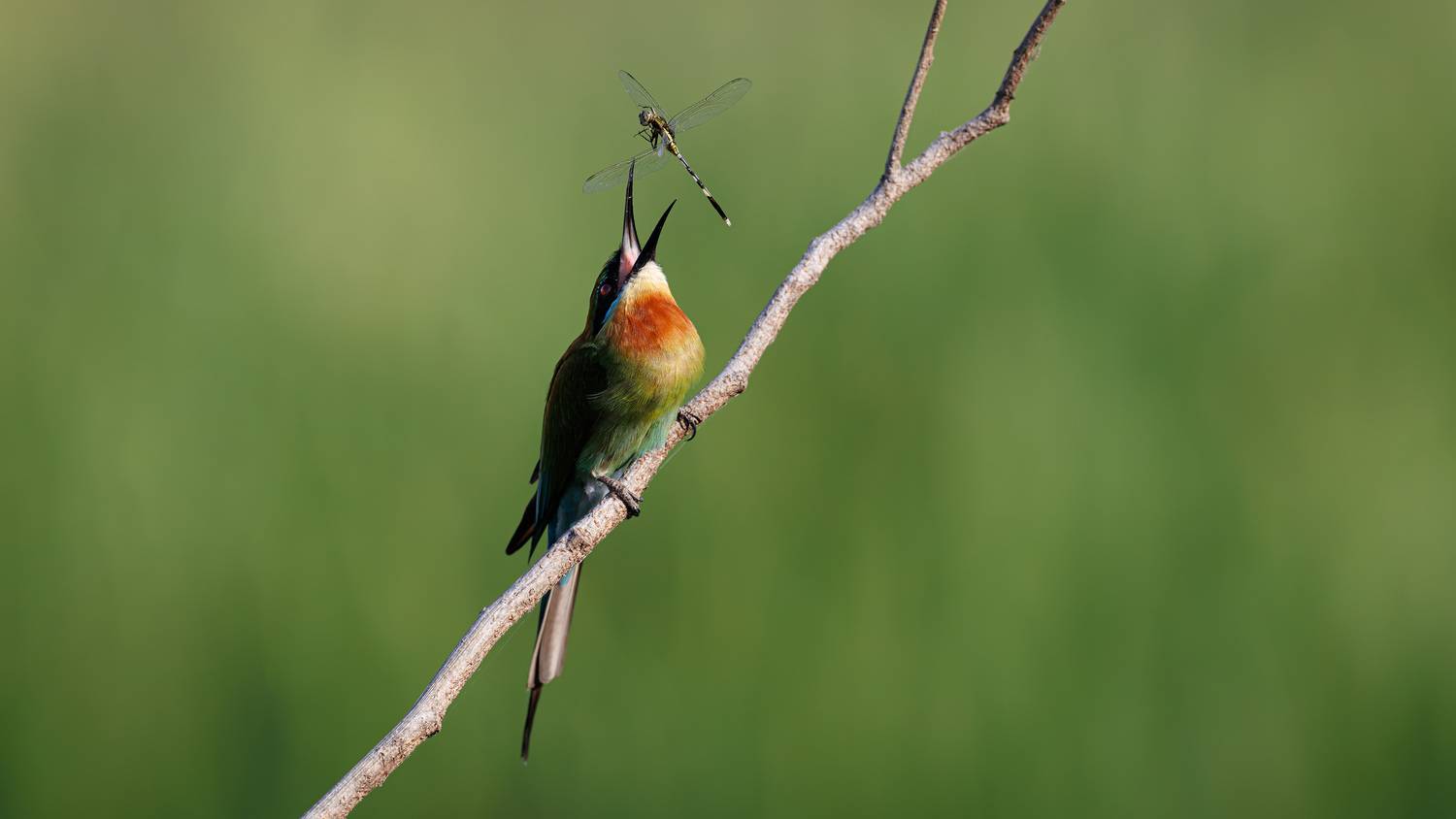 A Blue Tailed Bee Eater trying to consume a dragonfly