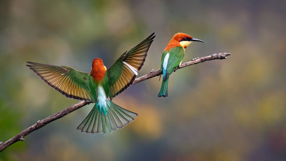 A Chestnut Headed Bee Eater landing next to a friend!