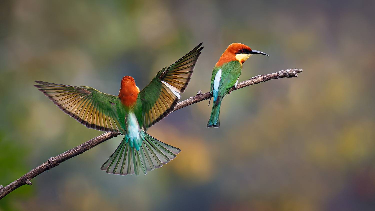 A Chestnut Headed Bee Eater landing next to a friend!