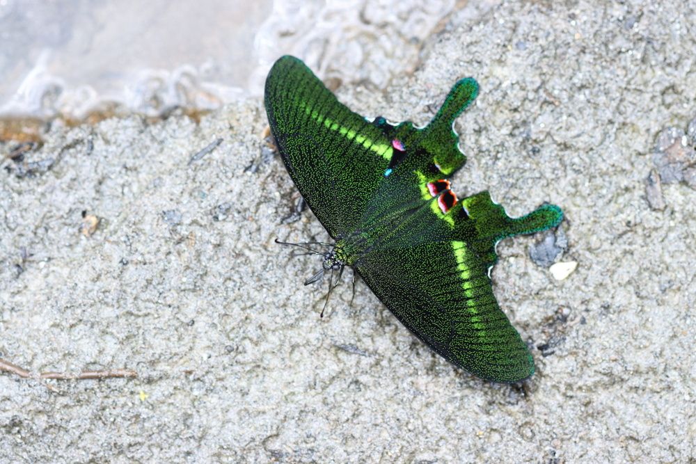 Peacock butterfly