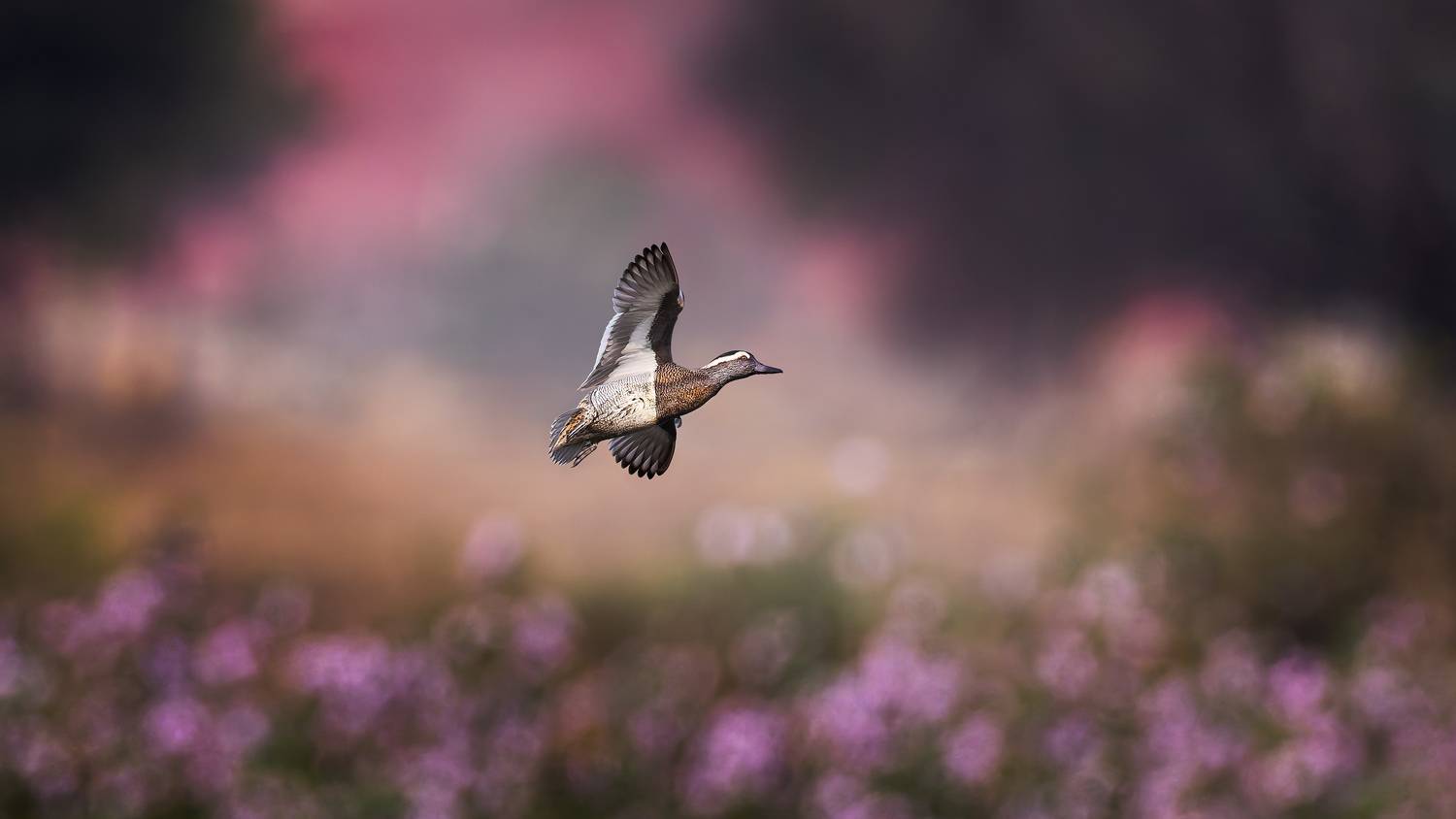 A Garganey flying on the edge of a blooming lake