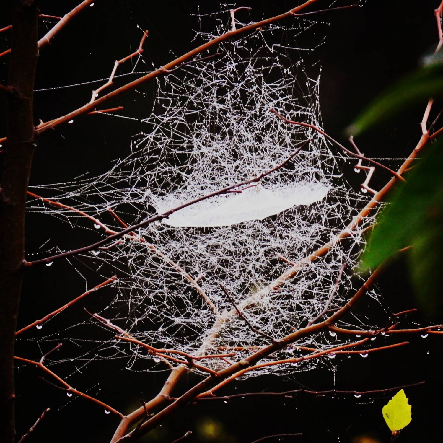 Web