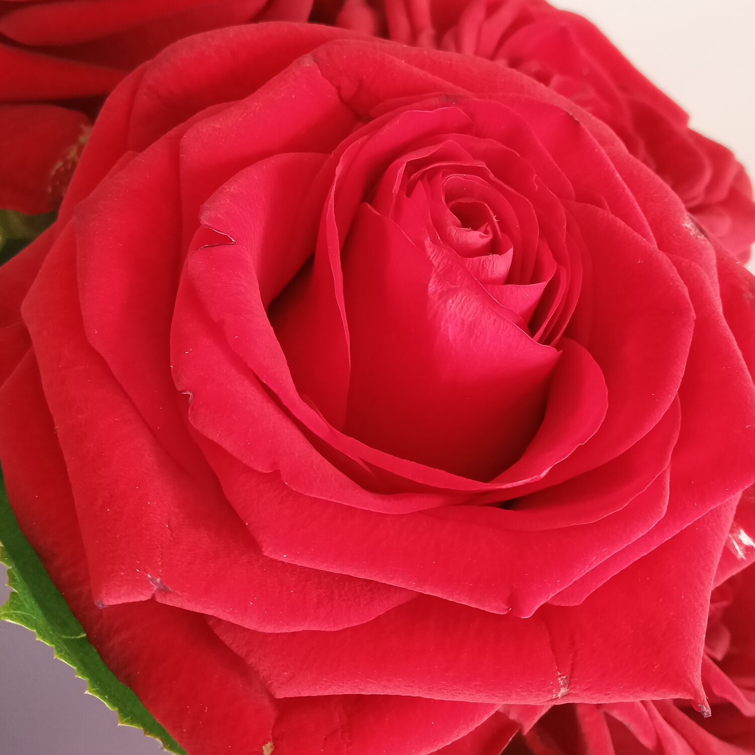 Photo #13634245