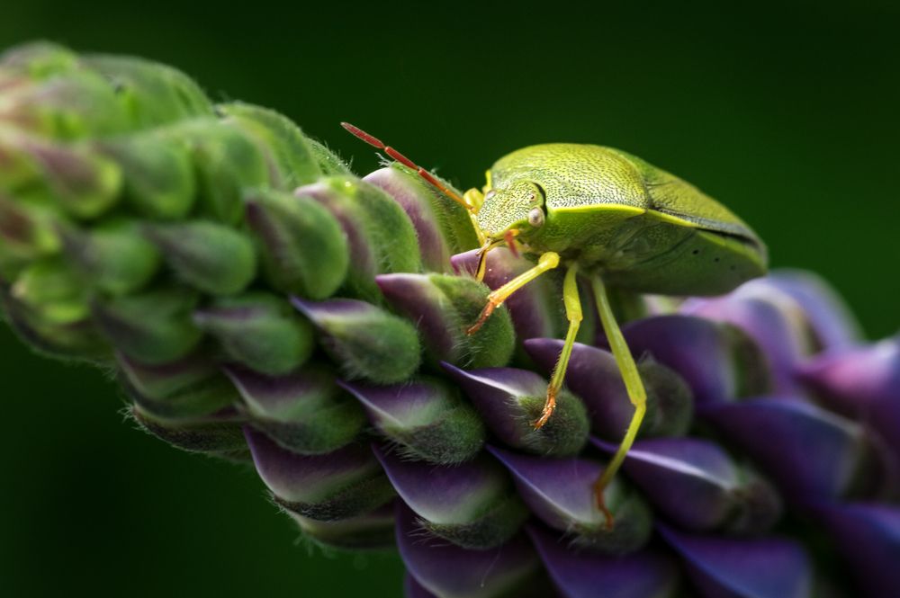 Фотография автора Mark Devender