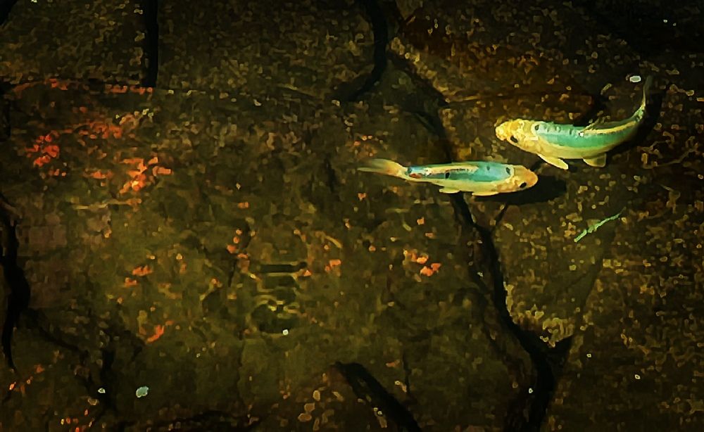 Photograph by Елена Эйнова