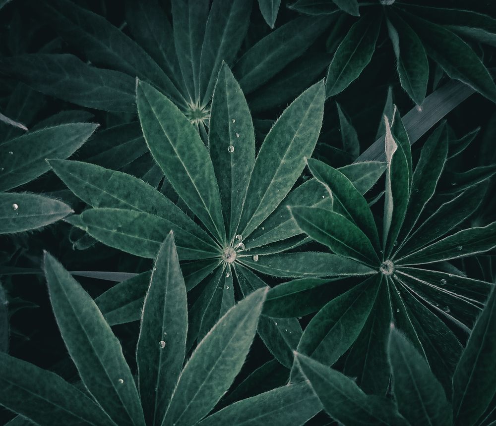 Photograph by Максим Торохов