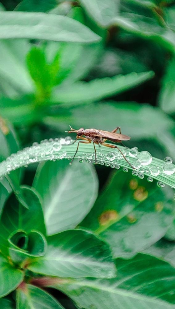 Photograph by Tanvir ahmed patwary