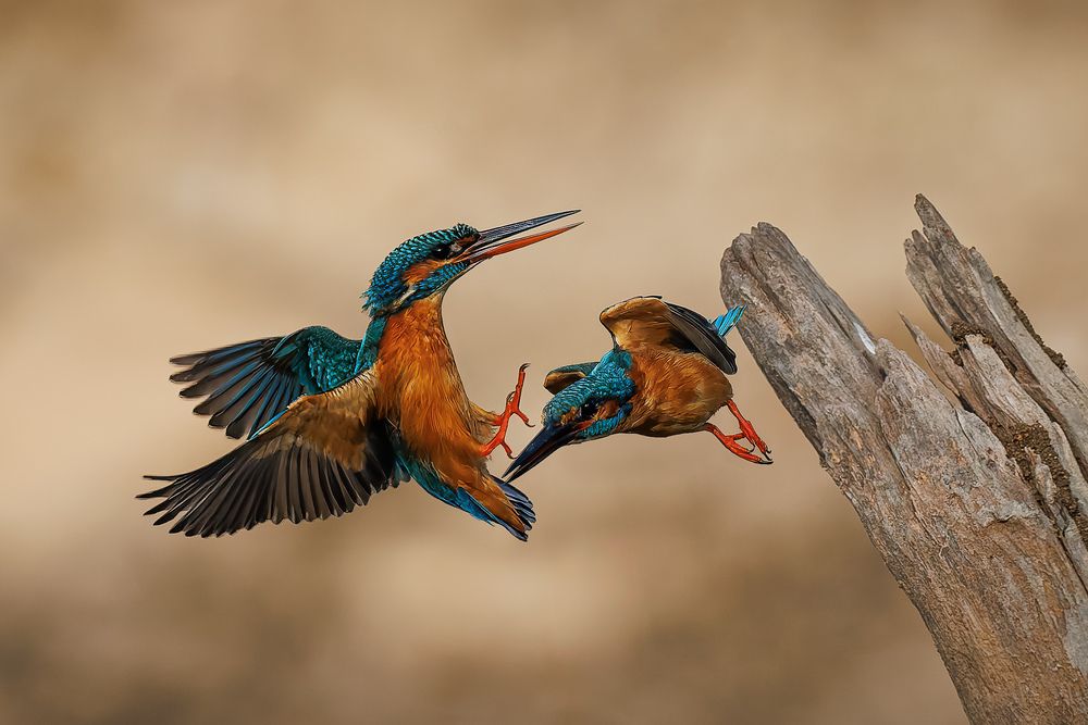 Get off my perch! The female Common Kingfisher chasing away the male!