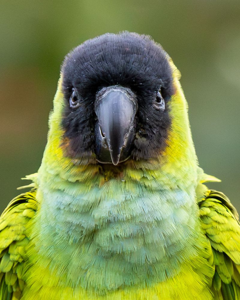 Photograph by Sâmia Munaretti