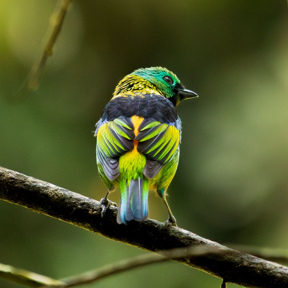 Photograph by Sâmia Munaretti