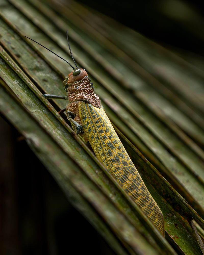Photograph by Sâmia Munaretti