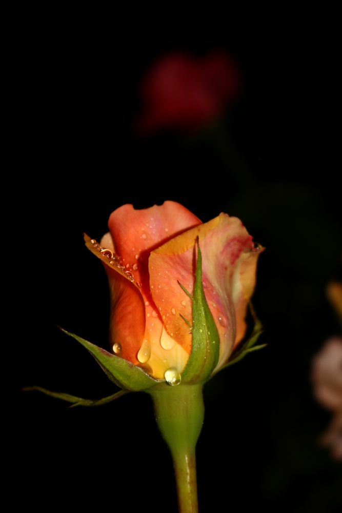 Photograph by Светлана Шуткова