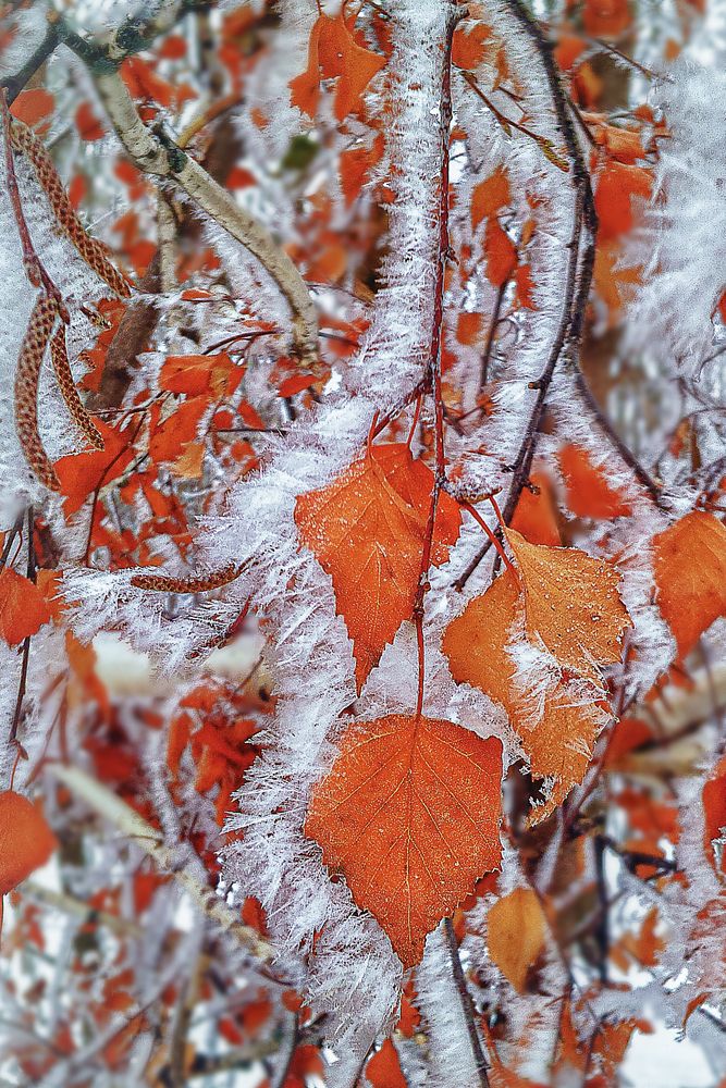 Photograph by Юлия Максимова