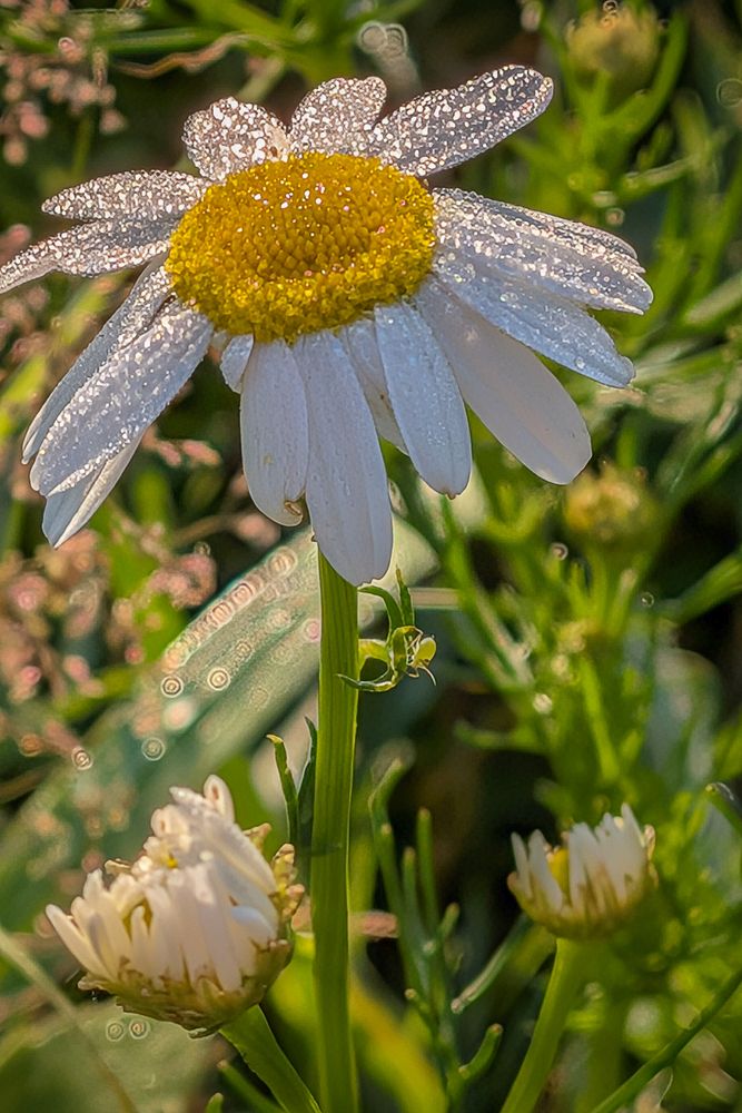 Photograph by Юлия Максимова
