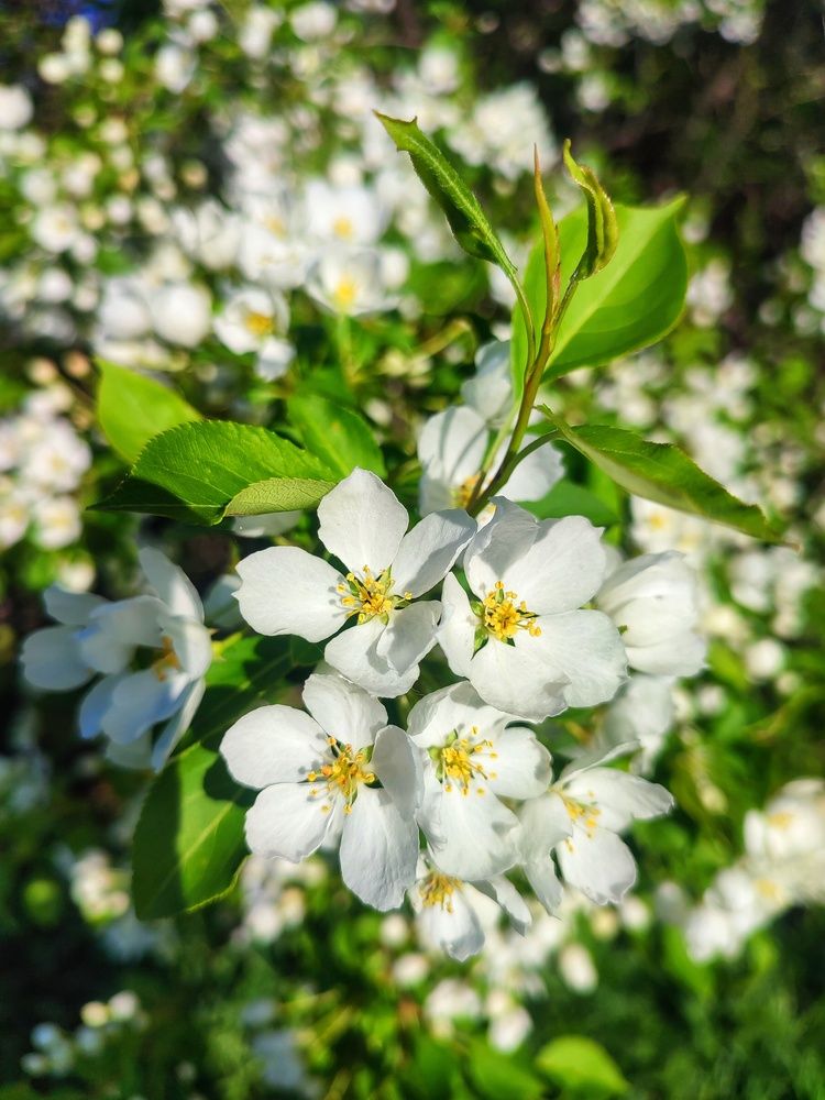 In bloom