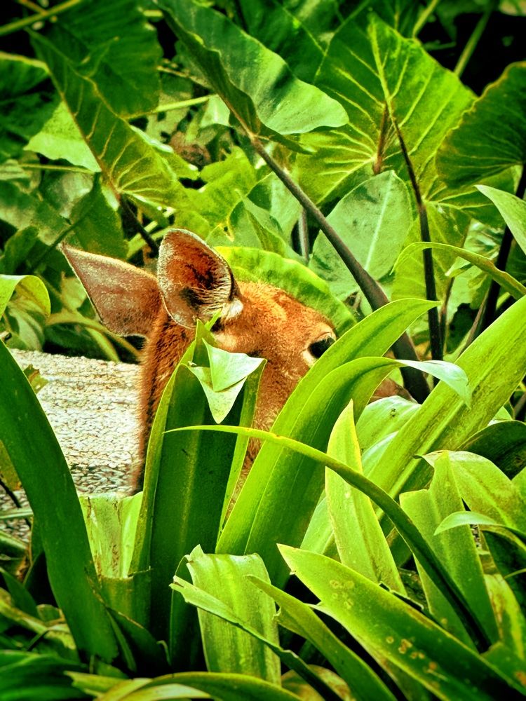 Hiding
