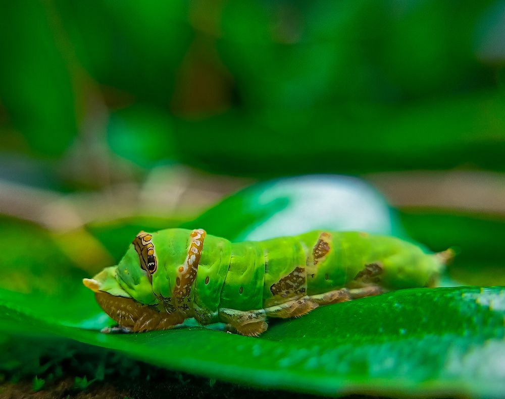 Фотография автора Souvik Bhattacharyya