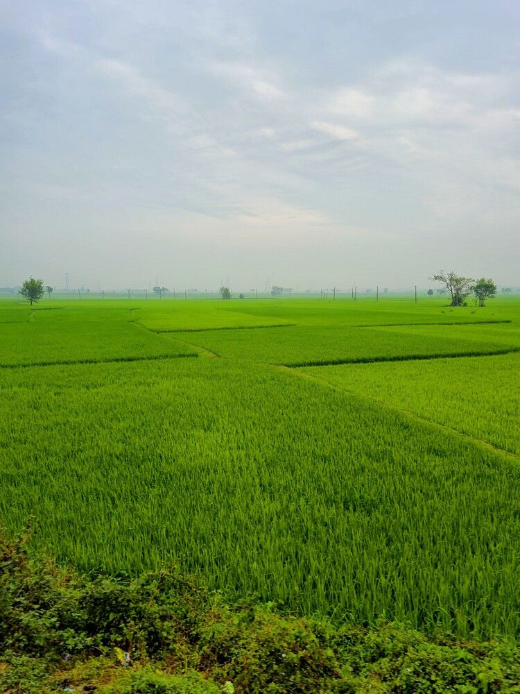 Photograph by Senjuti Roy