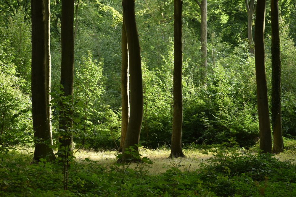 Forest greens