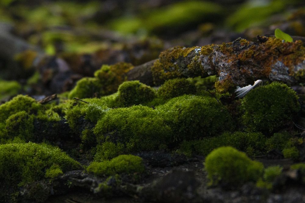Photograph by Лиана Нагаева