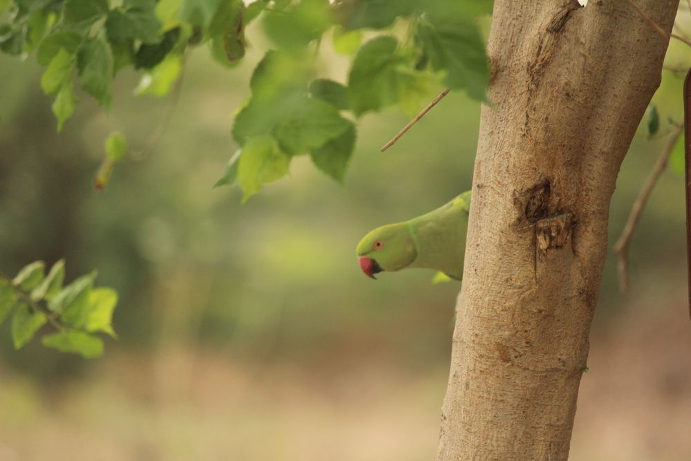 Photograph by Sharad vadoliya