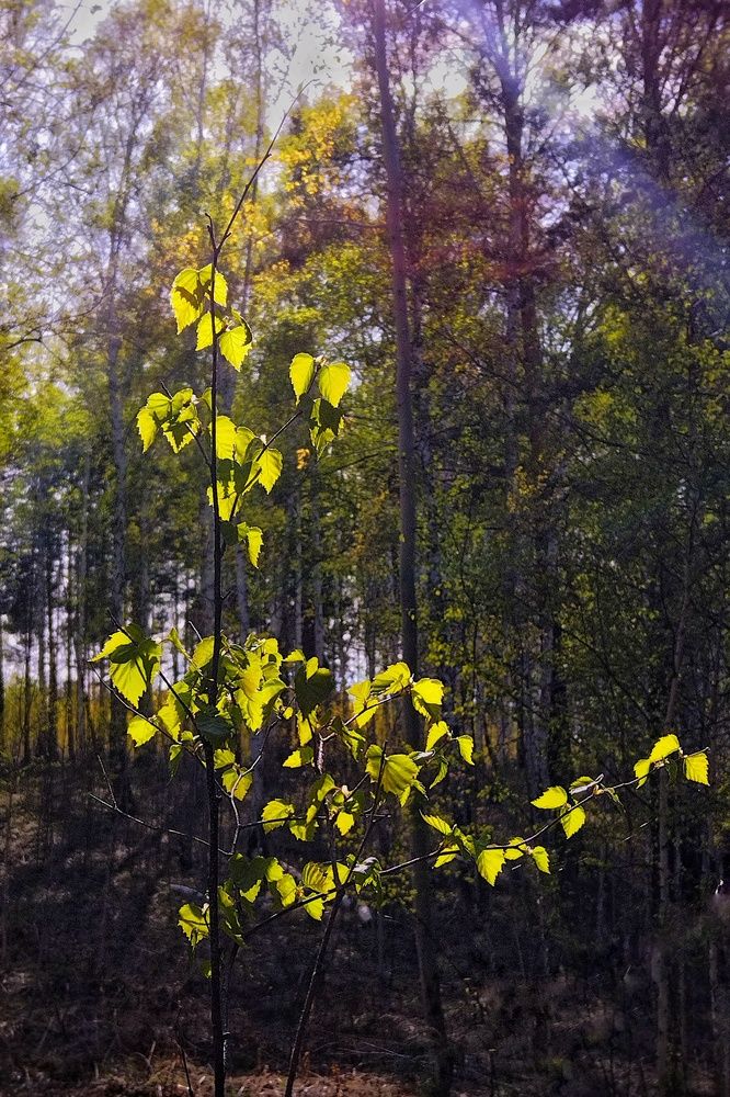 Photograph by Ольга Шангареева